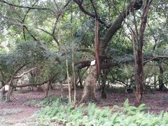 -南宁良凤江国家森林公园