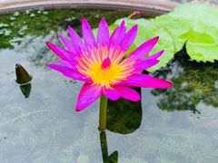 -深圳仙湖植物园