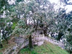 -黄帝陵