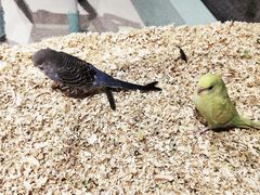 -怪兽屋·羊驼·猫咖·狗咖(俊华广场店)