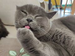 -猫在这儿猫咪咖啡馆·撸猫馆