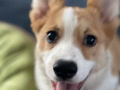 -翊宠yipet猫狗购宠庄园犬舍•猫舍