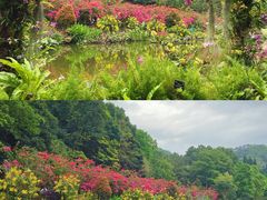 -深圳市中科院仙湖植物园