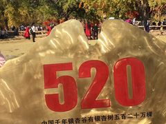 -千年银杏谷文化旅游区