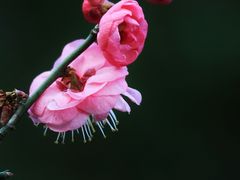 -上海吴淞炮台湾国家湿地公园