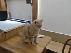 -是阿柴呀！柴犬咖啡·爱喵喵猫咖