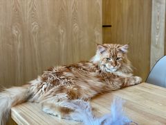 -猫腻·猫咖·撸猫馆(星光大道店)
