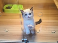 -猫十亿·布偶金渐层·曼基康矮脚猫舍(青年路店)