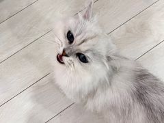 -喵的天空名猫咖啡馆·撸猫·猫舍·用品