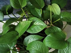 -胡家大厨(西三庄店)