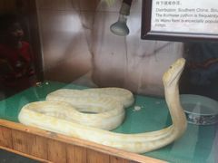 -上海大自然野生昆虫馆(东方明珠·爬宠昆虫探索中心)