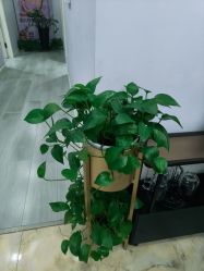 -紫琪尔胸部养护中心
