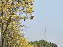 -洲头咀公园