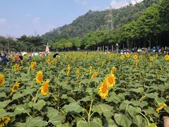 -顺峰山公园