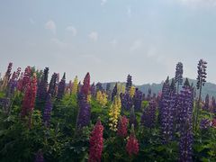 -径山花海