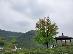 -龙井村