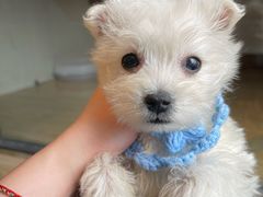 -翊宠yipet猫狗购宠庄园犬舍•猫舍