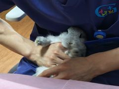 -北京观赏动物医院·24小时大型综合·猫专科·异宠专科