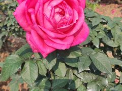 -人民公园(罗湖区)