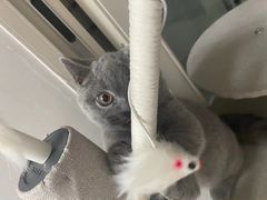 -派多格宠物·购宠(靛厂路店)