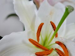 -合肥市裕丰花鸟虫鱼市场-F区