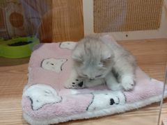 -老吴的猫·猫舍(新区店)