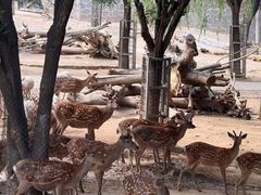 -石家庄市动物园