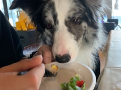 -百好乐宠物友好餐厅(朝外大街店)