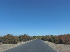 -金塔沙漠胡杨林景区