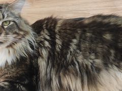 -COLOR PETS 撸猫馆·购猫·猫咖(长风大悦城店)