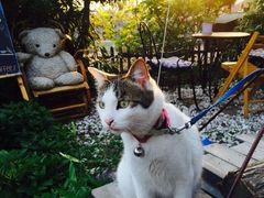 -海边的猫和咖啡馆