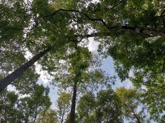 -上海滨江森林公园