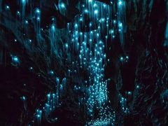 -怀托摩萤火虫洞