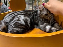 -藏猫猫咖啡主题馆(中央大道店)