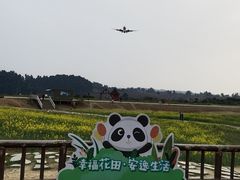 -空港花田景区