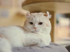 -猫和宫(六道口店)