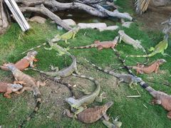 -灵玲国际马戏城