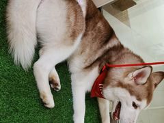 -Husky Go! 哈士奇体验馆·宠物咖啡厅狗咖