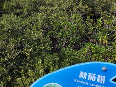 -北海金海湾红树林生态旅游区