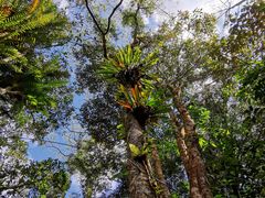 -海南热带雨林国家公园吊罗山景区