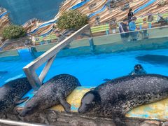 -泉城欧乐堡海洋极地世界