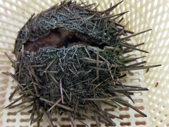 海胆蒸蛋-海儀美食楼(湾仔海鲜街店)