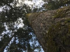 -神农架景区