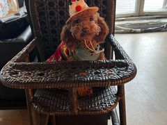 -百好乐宠物友好餐厅(朝外大街店)