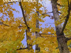 -棕榈泉国际花园1期