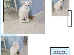 -喵的天空名猫咖啡馆·撸猫·猫舍·用品