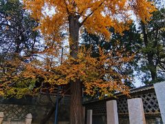 -泰山风景名胜区-普照寺