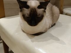 -藏猫猫咖啡主题馆(中央大道店)