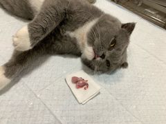 -灵美宠物诊所
