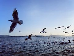 -深圳湾公园(南山区)